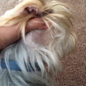 Perky Pooch - Weird bald spot on the back of his ear after his grooming. - Pet Groomers Near Me - Victorville, California Perky Pooch - Weird bald spot on the back of his ear after his grooming. - Pet Groomers Near Me - Victorville, California