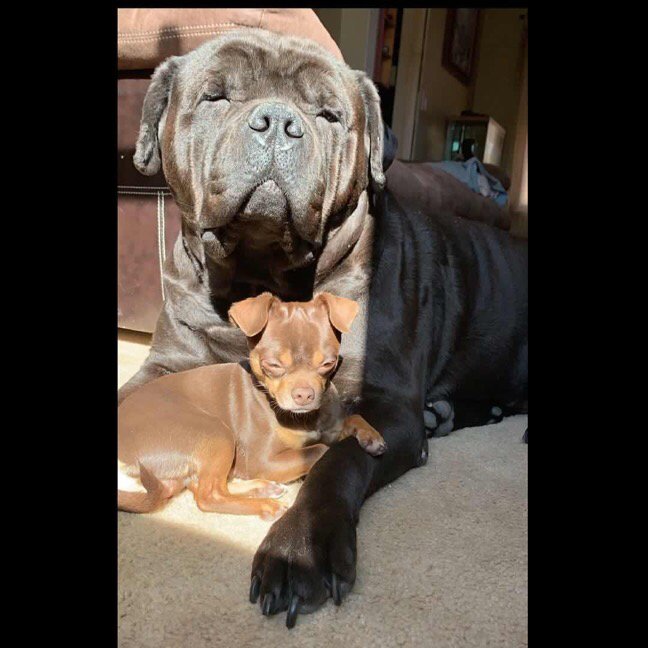 G-Vaz Care Services - pet boarding facility in Norwalk, CT