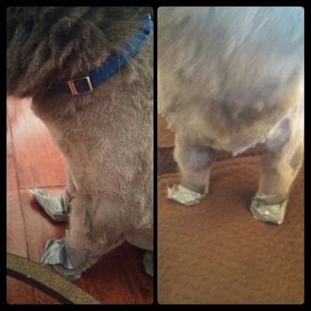 Four Paws Inn - Pet Sitting Near Me - Banning, California