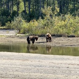 Bears!