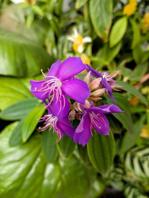 Buffalo and Erie County Botanical Gardens by null