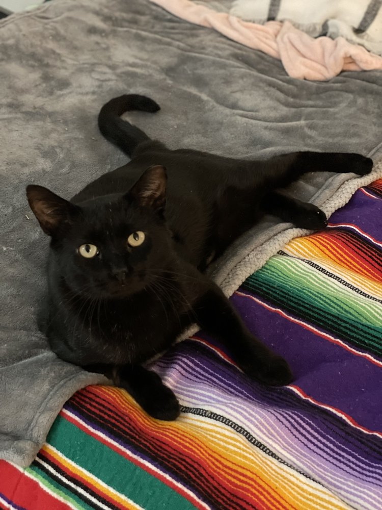 BROOKLYN ROOTS VETERINARY HOSPITAL Updated October 2024 10 Photos