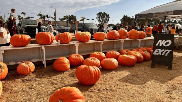 Carlsbad Strawberry Company by null