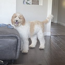 Angelic Pet Services - Before