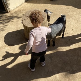 Irvine Park Railroad - Petting zoo , goats - Amusement Parks Near Me - Orange, California Irvine Park Railroad - Petting zoo , goats - Amusement Parks Near Me - Orange, California