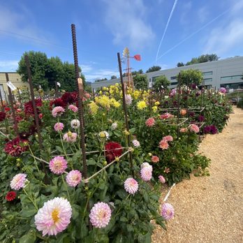 Post Street Farm - Pumpkin Patches Near Me - Santa Cruz, California