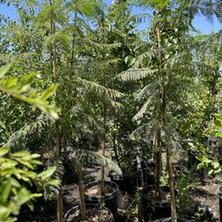 Greenfield Nursery