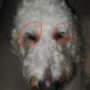 Jan's Dog Grooming - Cut off eyelashes - Pet Groomers Near Me - Vancouver, Washington Jan's Dog Grooming - Cut off eyelashes - Pet Groomers Near Me - Vancouver, Washington