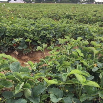 Lewin Farms - Strawberry fields - Pick Your Own Farms Near Me - Calverton, New York Lewin Farms - Strawberry fields - Pick Your Own Farms Near Me - Calverton, New York