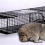 Photo of Trapper Bob's Wildlife Control Removal
