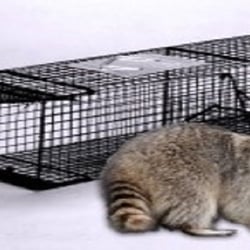 Trapper Bob's Wildlife Control Removal