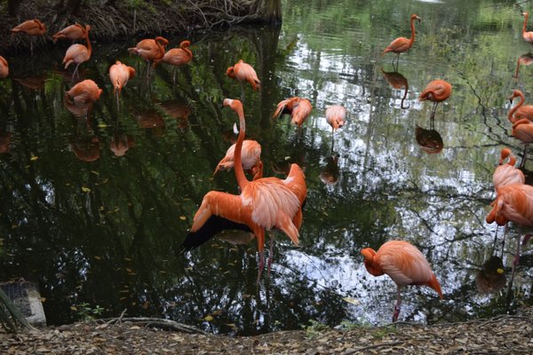 Jacksonville Zoo and Botanical Gardens by null