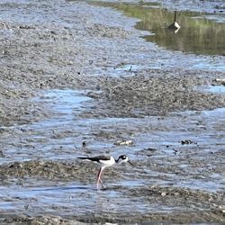 India Basin Waterfront Park - Wildlife bird spotted