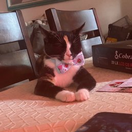 Happy Kitty Happy Kitty