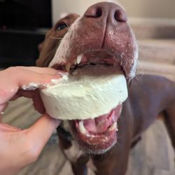 Clipper's Canine Cafe
