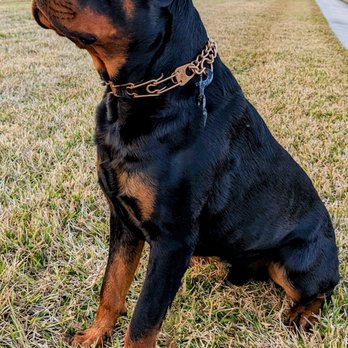 Got Your Back K9 Life - Pet Training Near Me - Jacksonville, Florida