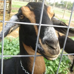 Pure Luck Farm and Dairy