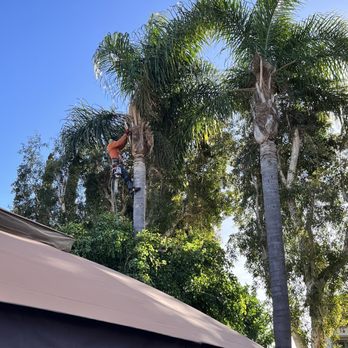 Orange County Tree Services - Palm trees - Tree Services Near Me