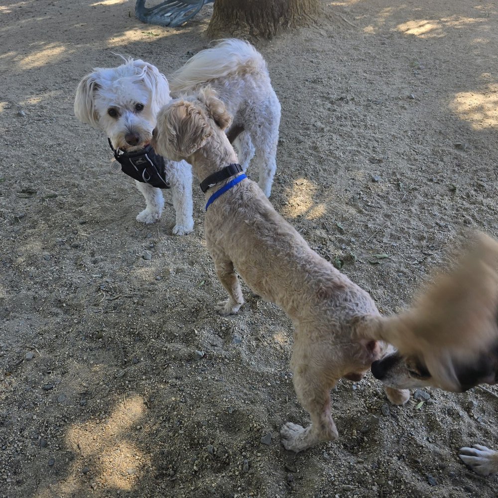 TOP 10 BEST Off Leash Dog Parks in Fairfield, CA - Updated 2026 - Yelp