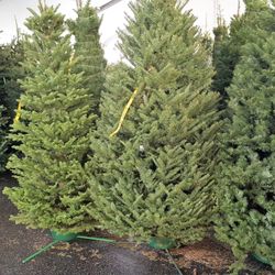 Noble, Nordman, and Grand Firs available