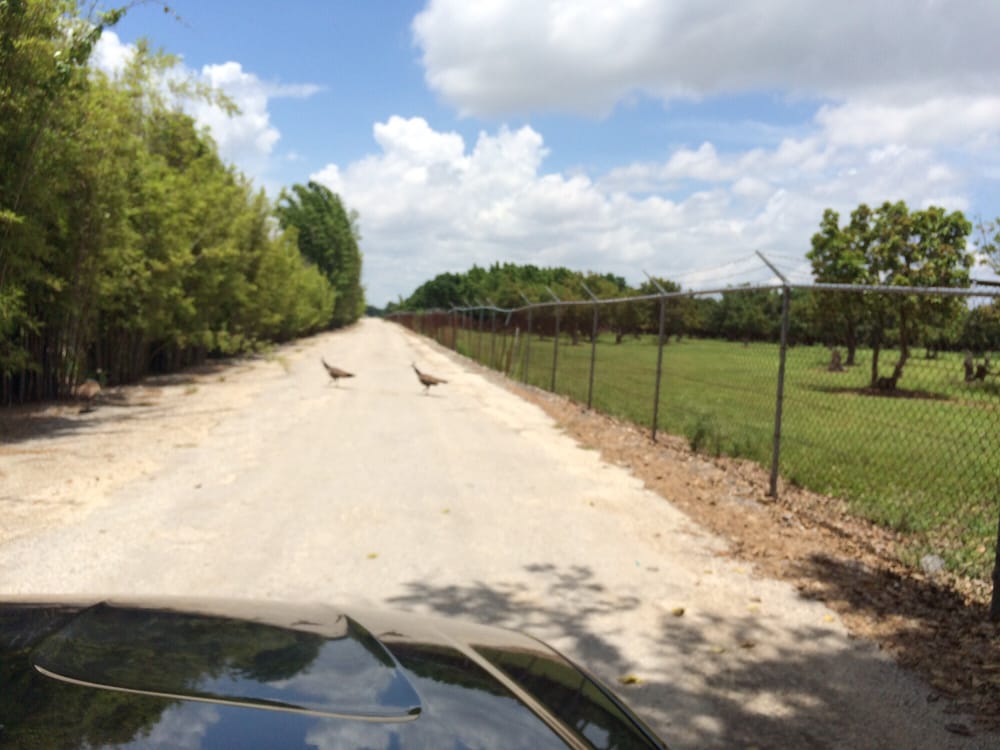 PINE ISLAND NURSERY 11 Photos & 17 Reviews Nurseries & Gardening