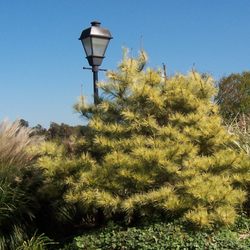 Dannaher Landscaping & Nursery - "Dragon's Eye' Pine