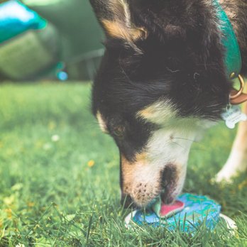 woofables dog bakery