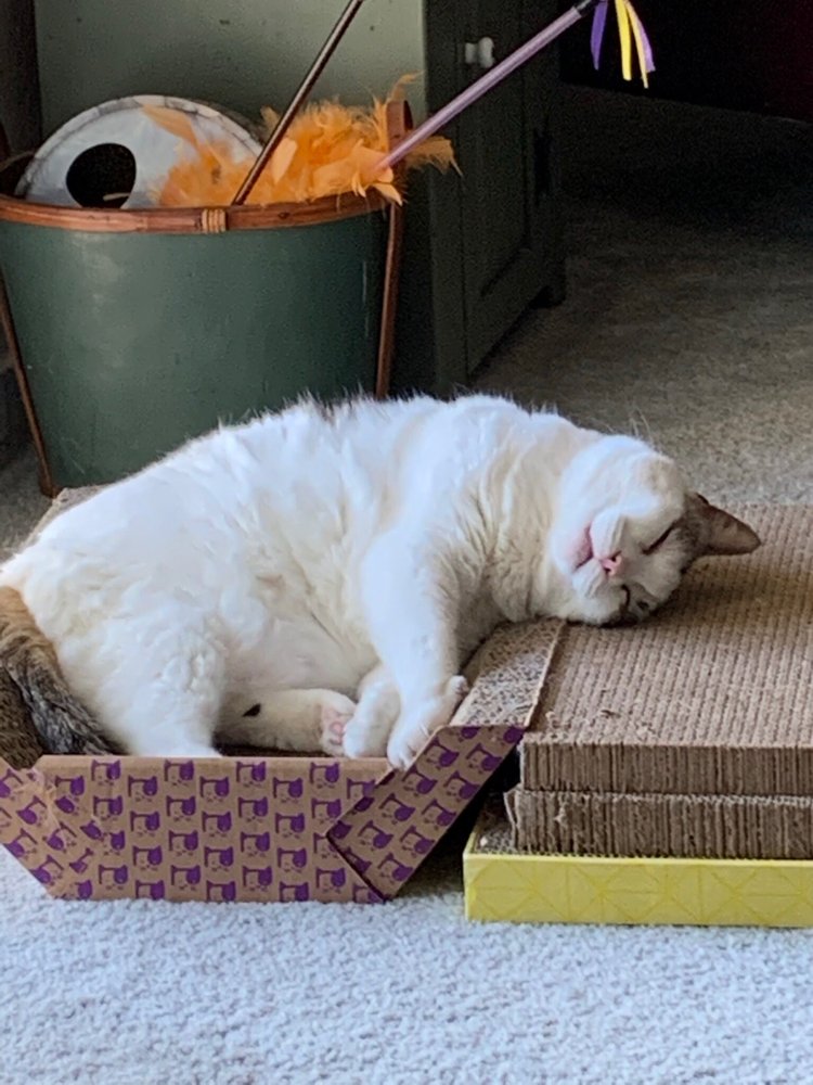 HERITAGE VETERINARY HOSPITAL 12 Reviews 5084 N Genesee Rd, Flint