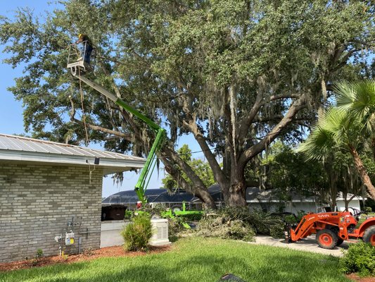Tree Care Service - Tree Pruning, Trimming and Removal Tree Care Service - Tree Pruning, Trimming and Removal