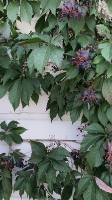 Chaseholm Farm by null