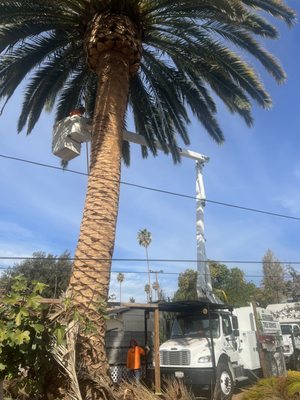 Palm Tree Service - Cleanup of a palm tree Palm Tree Service - Cleanup of a palm tree