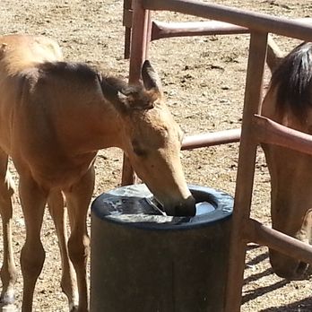 Bar Bar A - Foal drinking from automatic waterer. - Livestock Feed & Supply Near Me - Plain City, Utah Bar Bar A - Foal drinking from automatic waterer. - Livestock Feed & Supply Near Me - Plain City, Utah