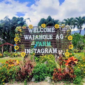 Waiahole Farm - Fruits & Veggies Near Me - Kaneohe, Hawaii Waiahole Farm - Fruits & Veggies Near Me - Kaneohe, Hawaii