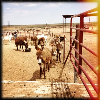 Peaceful Valley Donkey Rescue - Pet Adoption Near Me - San Angelo, Texas