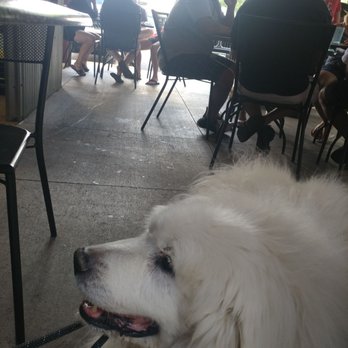 The Cow An Eatery - And they allow Dogs on the front and back patio! - Diners Near Me - Morrison, Colorado