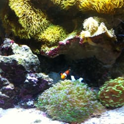 Andrew Komashko, DDS & Barry Burstein, DDS - Beautiful fish tank in the waiting area while mummy and daddy get their teeth cleaned