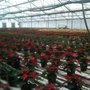 Photo of Gaddis Nursery