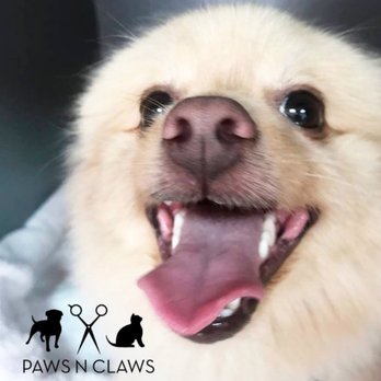 Paws N Claws Pet Parlor - Pet Groomers Near Me - West Hollywood, California Paws N Claws Pet Parlor - Pet Groomers Near Me - West Hollywood, California