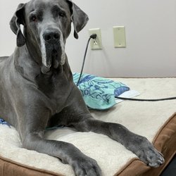 Canine Physical Rehab & Recreation - And my pride and joy, the mascot of all mascots; KING LUIGI. Poor baby has a lot of issues but we keep them at bay!