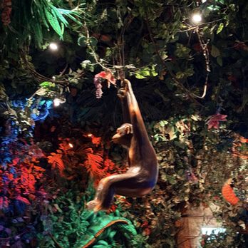 Rainforest Cafe - Inside - American Near Me - Lake Buena Vista, Florida Rainforest Cafe - Inside - American Near Me - Lake Buena Vista, Florida