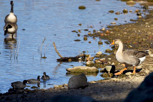 Frank G. Bonelli Regional Park by null