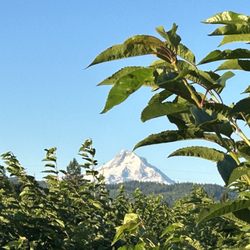 Hood River U-Pick Organic