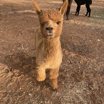 Black Barn Alpacas - Attraction Farms Near Me - Finksburg, Maryland