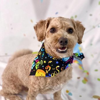 Paws Pet Resort - Happiness - Pet Training Near Me - Sioux Falls, South Dakota Paws Pet Resort - Happiness - Pet Training Near Me - Sioux Falls, South Dakota