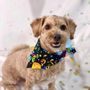 Photo of Paws Pet Resort