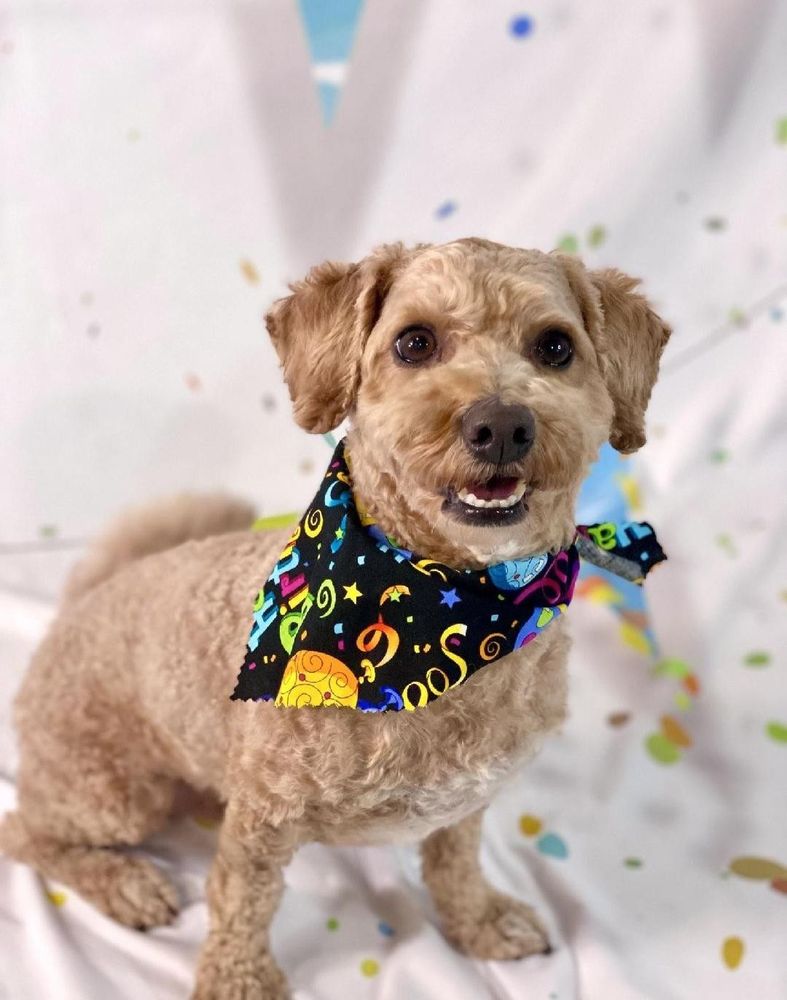 Paws Pet Resort - pet boarding facility in Sioux Falls, SD