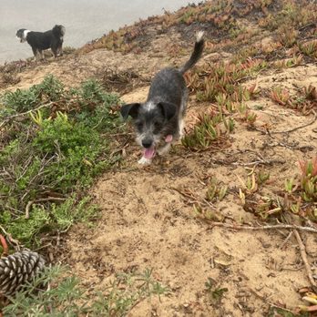 Doggie Adventures - undefined - Dog Walkers Near Me