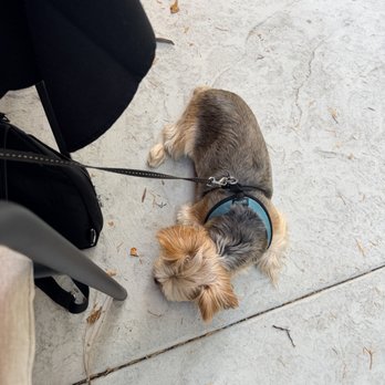 Lily's - The patio is dog friendly! - Seafood Near Me - Idyllwild-Pine Cove, California Lily's - The patio is dog friendly! - Seafood Near Me - Idyllwild-Pine Cove, California