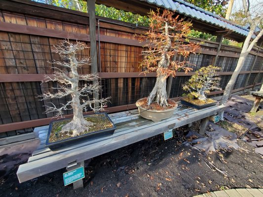 Bonsai Garden by null