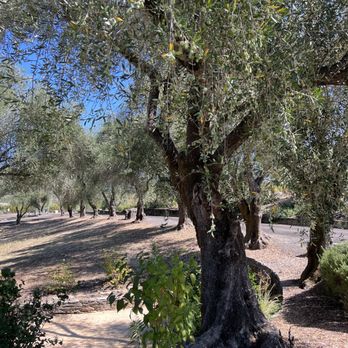 Blue Rock Winery - Olive and Fig trees - Italy ? Nope. California! - Wine Tasting Room Near Me - Cloverdale, California Blue Rock Winery - Olive and Fig trees - Italy ? Nope. California! - Wine Tasting Room Near Me - Cloverdale, California